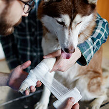 person wrapping dog's paw with a bandage